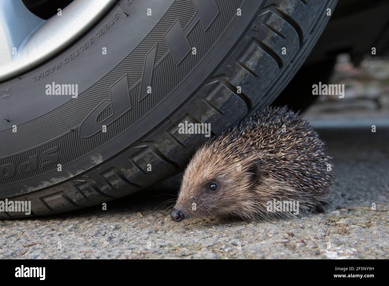 Igel (Erinaceus europaeus) in Gefahr, mit dem Autorad, Großbritannien Stockfoto