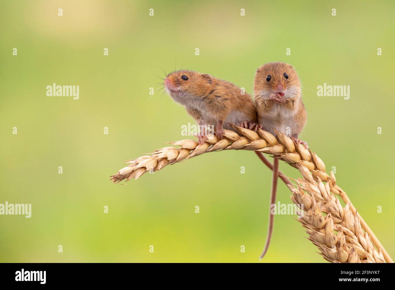 Ernten von Mäusen (Micromys Minutus), Gefangenschaft, UK Stockfoto