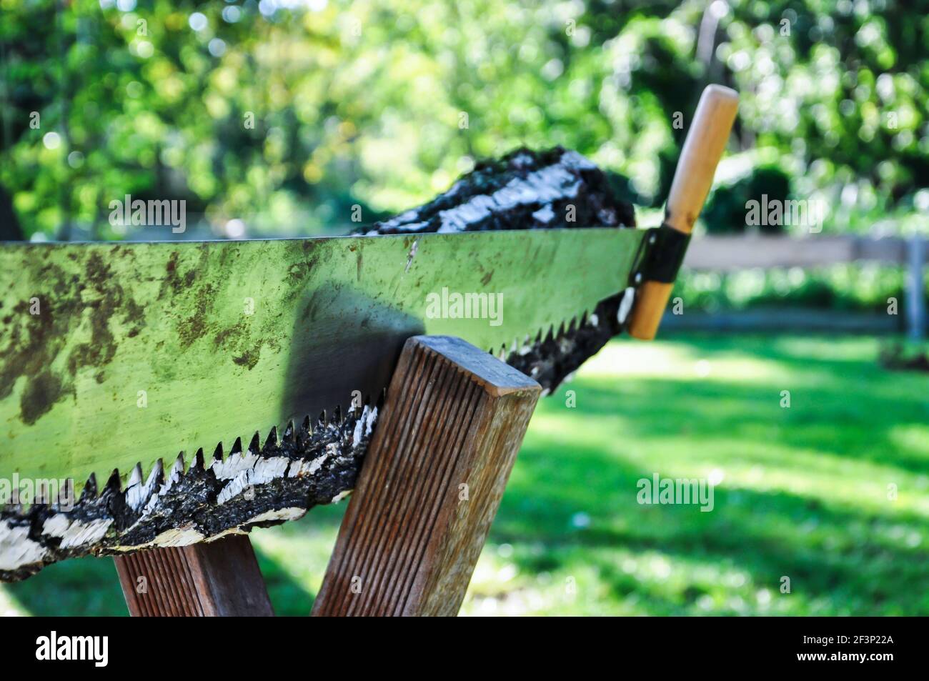 Tradition Sägen durch einen Baumstamm nach der Zeremonie auf einer Hochzeitsfeier, vorbereitet hölzernen Böll mit Birkenstamm und eine zwei-Mann-Säge Stockfoto