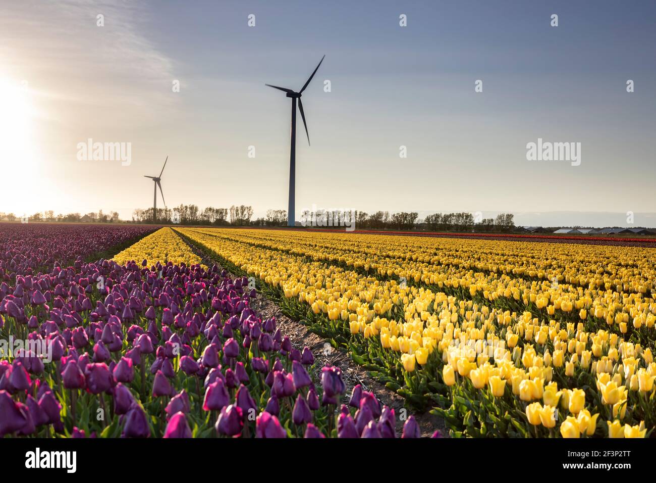 Lila und gelbe Tulpenfeld und Windmühlen in Holland Stockfoto