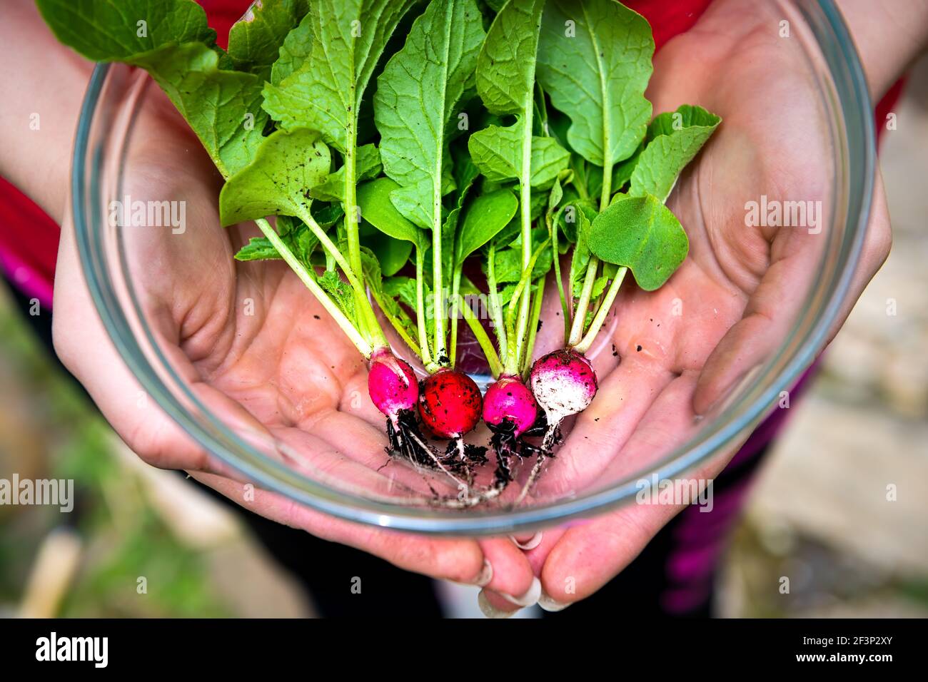 Nahaufnahme der Person Handflächen halten Glasschale mit vier Kleine Erbstück bunt weiß rosa und rot Radieschen homegrown aus Garten mit grünen Blättern Stockfoto