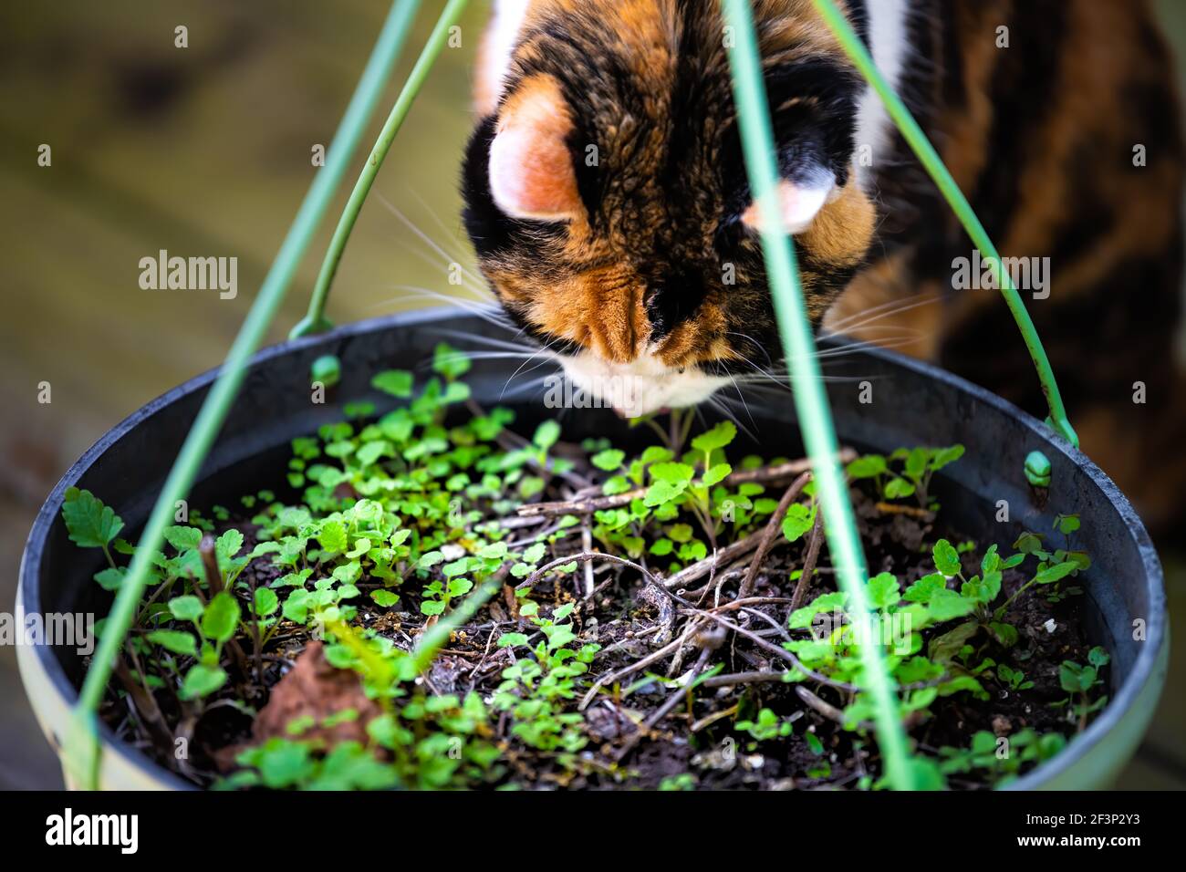 Nahaufnahme von Calico Katze schnüffelnd riechende kleine Katzenminze grün eingetopft Pflanzen im Blumentopf im Garten Stockfoto