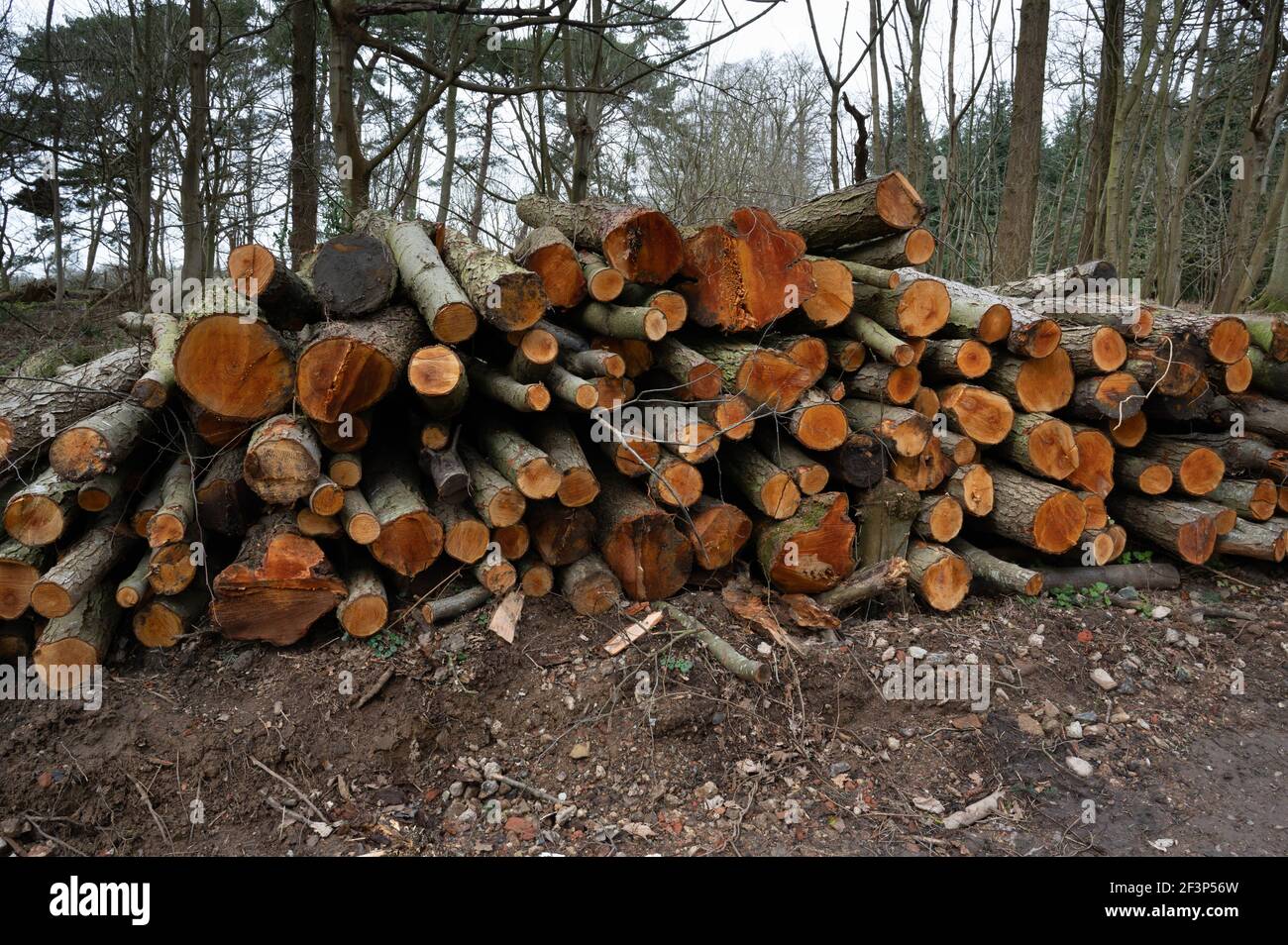 Ein großer Stapel von gesägten Baumstämmen stapelt in Ein Wald in Norfolk Stockfoto
