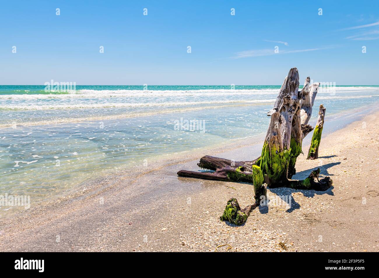 Sanibel Island, Florida, USA Bowman's Beach mit beschädigten Hurrikan toten Baumstamm in grünen Algen von bunten türkisfarbenen Wasser an sonnigen Tag durch das Meer Stockfoto
