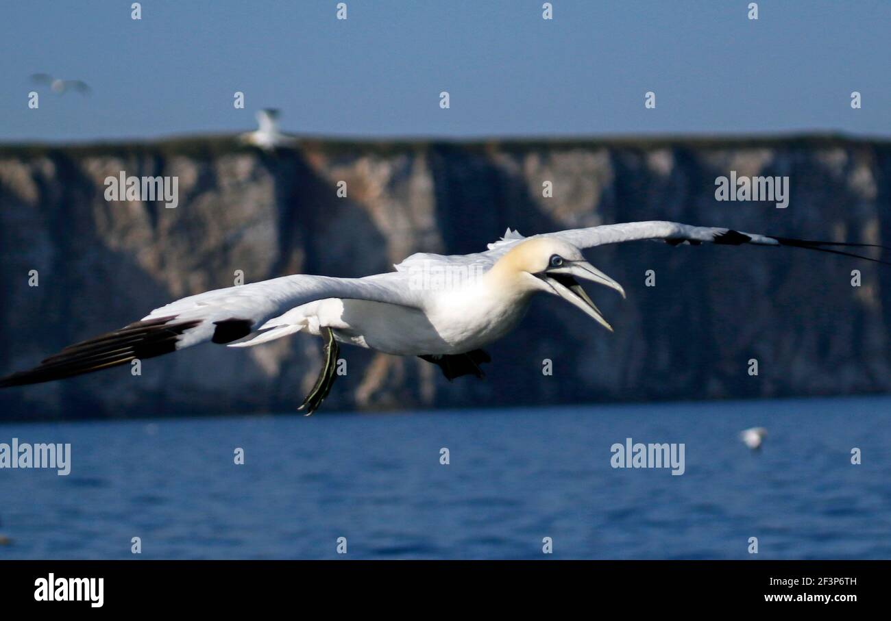 Nordtölpel, die nach Fischen tauchen Stockfoto