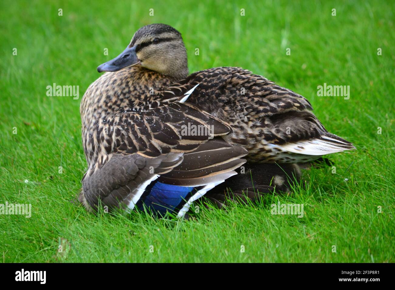 Weibliche Ente Schutz Entlein Bereitstellung Unterschlupf an EINEM nassen Tag In Yorkshire - Spring Time und New Life - Großbritannien Stockfoto