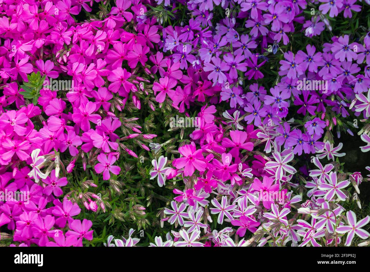Drei Farben der Blume Phlox subulata Stockfoto