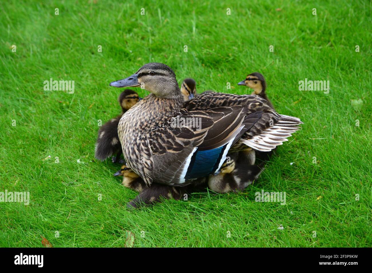 Weibliche Ente Schutz Entlein Bereitstellung Unterschlupf an EINEM nassen Tag In Yorkshire - Spring Time und New Life - Großbritannien Stockfoto