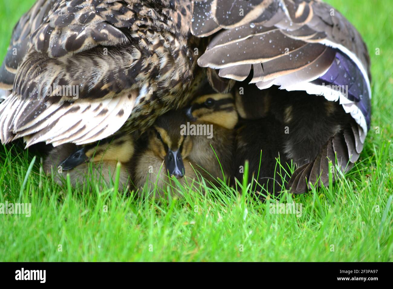Weibliche Ente Schutz Entlein Bereitstellung Unterschlupf an EINEM nassen Tag In Yorkshire - Spring Time und New Life - Großbritannien Stockfoto