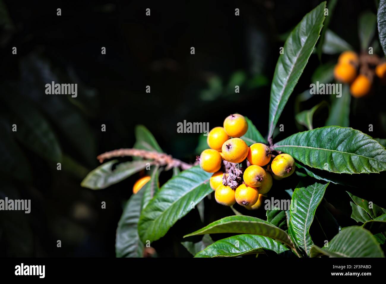 Makro Nahaufnahme von leuchtend gelben dekorativen loquat Baum Pflanze mit Beeren und grüne Blätter mit schwarzem Bokeh Hintergrund im Süden Carolina Stockfoto