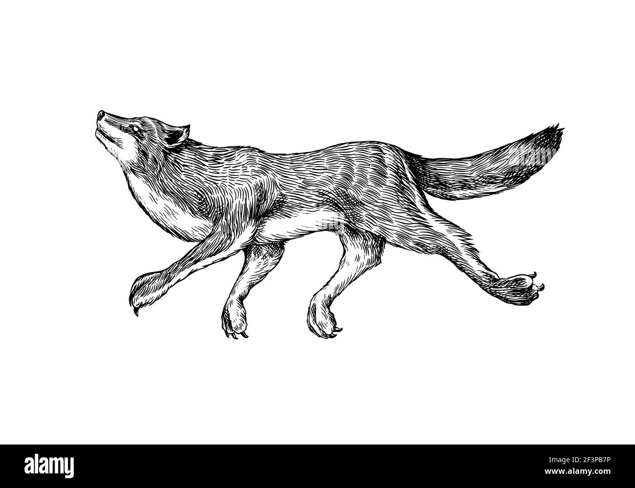 Grauer Wolf. Grauer Wolf. Ein Raubtier. Wildwald Tier springen. Vektor graviert Hand gezeichnet Vintage alte Skizze für Stempel, T-Shirt oder Typografie oder Stock Vektor
