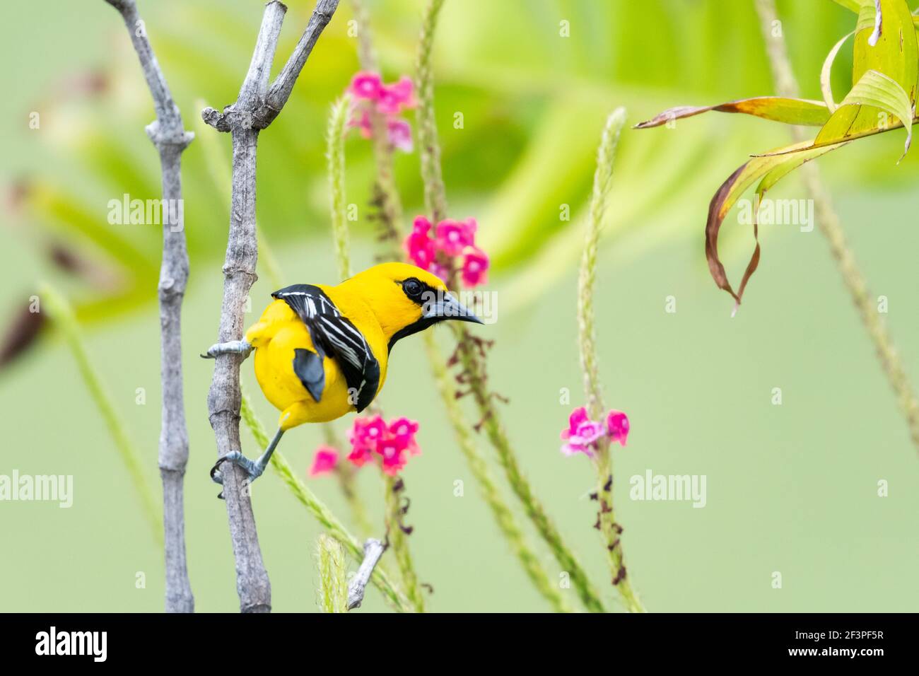 Ein gelber Oriole (Icterus nigrogularis) in einem Garten mit rosa Vervain-Blüten im Hintergrund. Vogelhaltung. Tierwelt in der Natur. Stockfoto