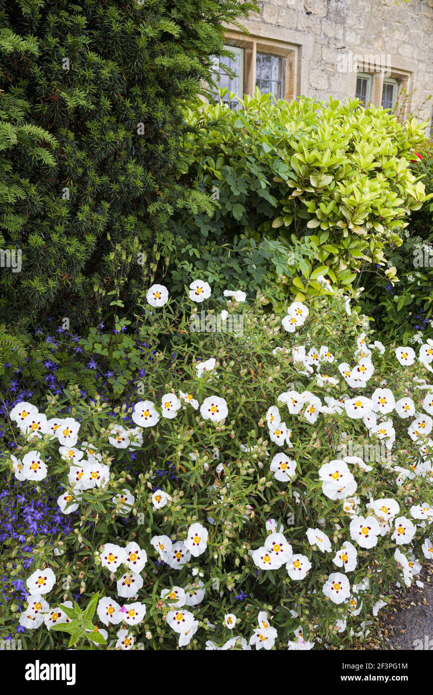 Felsenrose (Cistus Ladanifer) blüht in einem Hüttengarten im Cotswold-Dorf Little Barrington, Gloucestershire UK Stockfoto