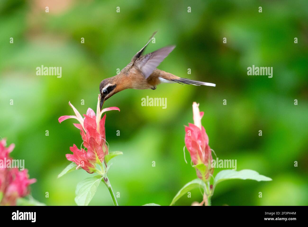 Ein kleiner Einsiedler, der sich auf einer Garnelenpflanze mit grünem Hintergrund ernährt. Tierwelt in der Natur. Vogel im Flug. Stockfoto