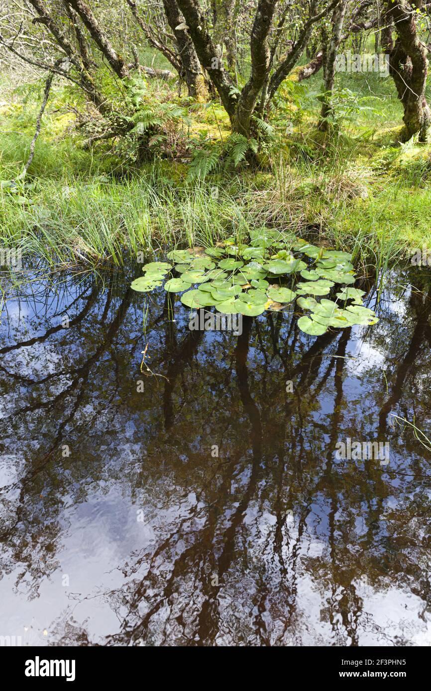 Birken Sie-Wälder und Feuchtgebiete am Taynish National Nature Reserve, Knapdale, Argyll & Bute, Scotland UK Stockfoto