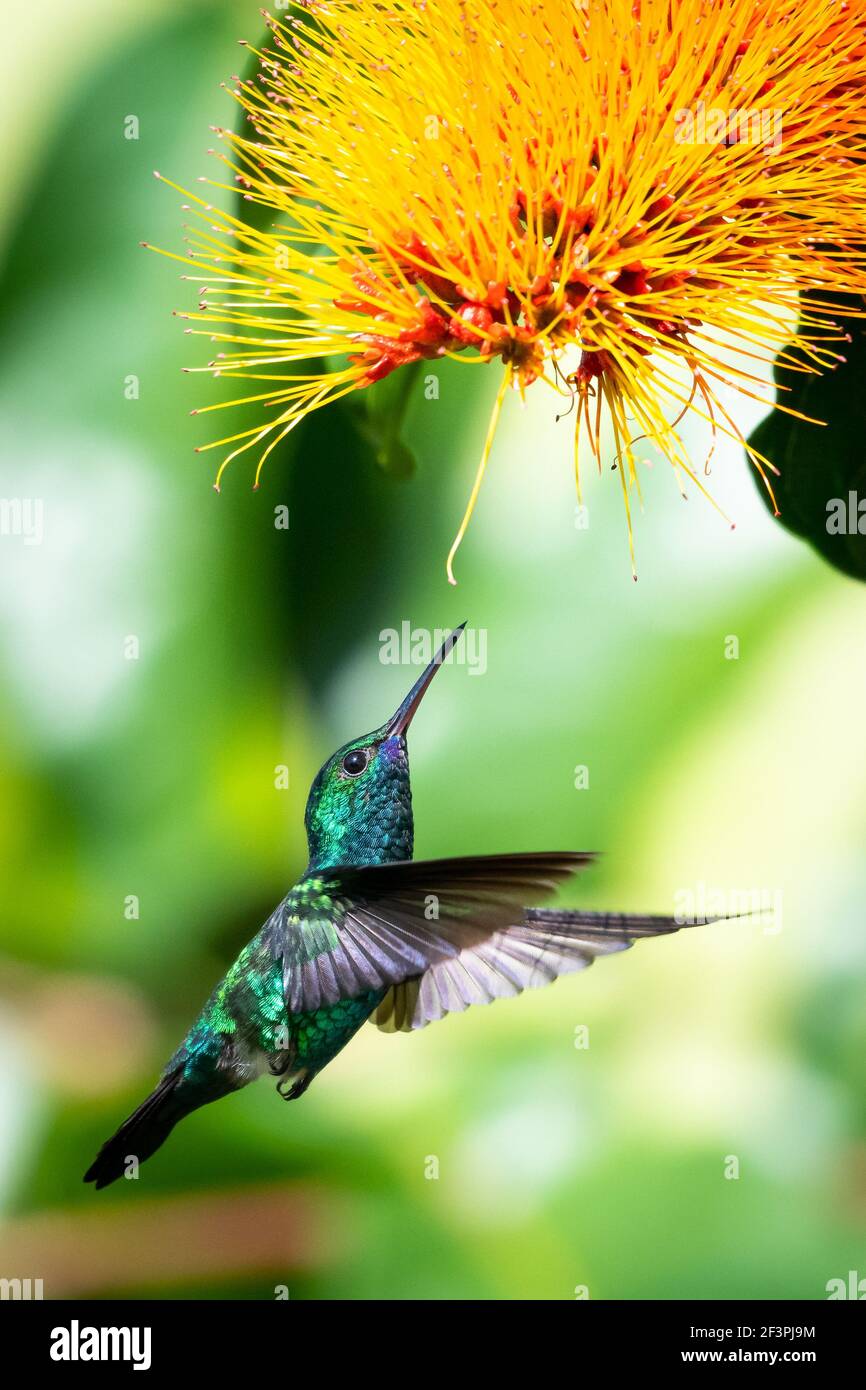 Ein Blaukinn-Saphir-Kolibri, der sich von einer Combretum (Monkey Brush)-Blume ernährt. Tierwelt in der Natur. Vogel in der Natur. Stockfoto