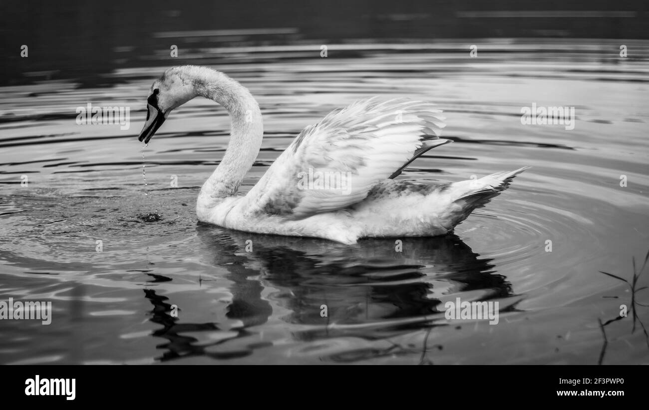 Schwarz-Weiß-Porträt von Schwan schweben in einem Fluss Mit Wasserwellen, die sich auf dem Wasser spiegeln Stockfoto