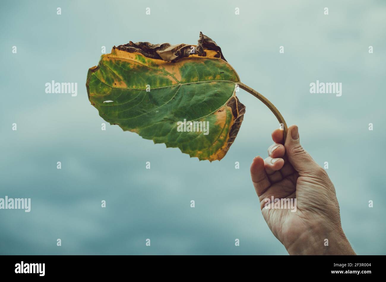 Hand hält grün und gelb welken und trocknen Sonnenblumenblatt gegen bewölkten Himmel, Konzept launisch, stürmische Herbststimmung Stockfoto