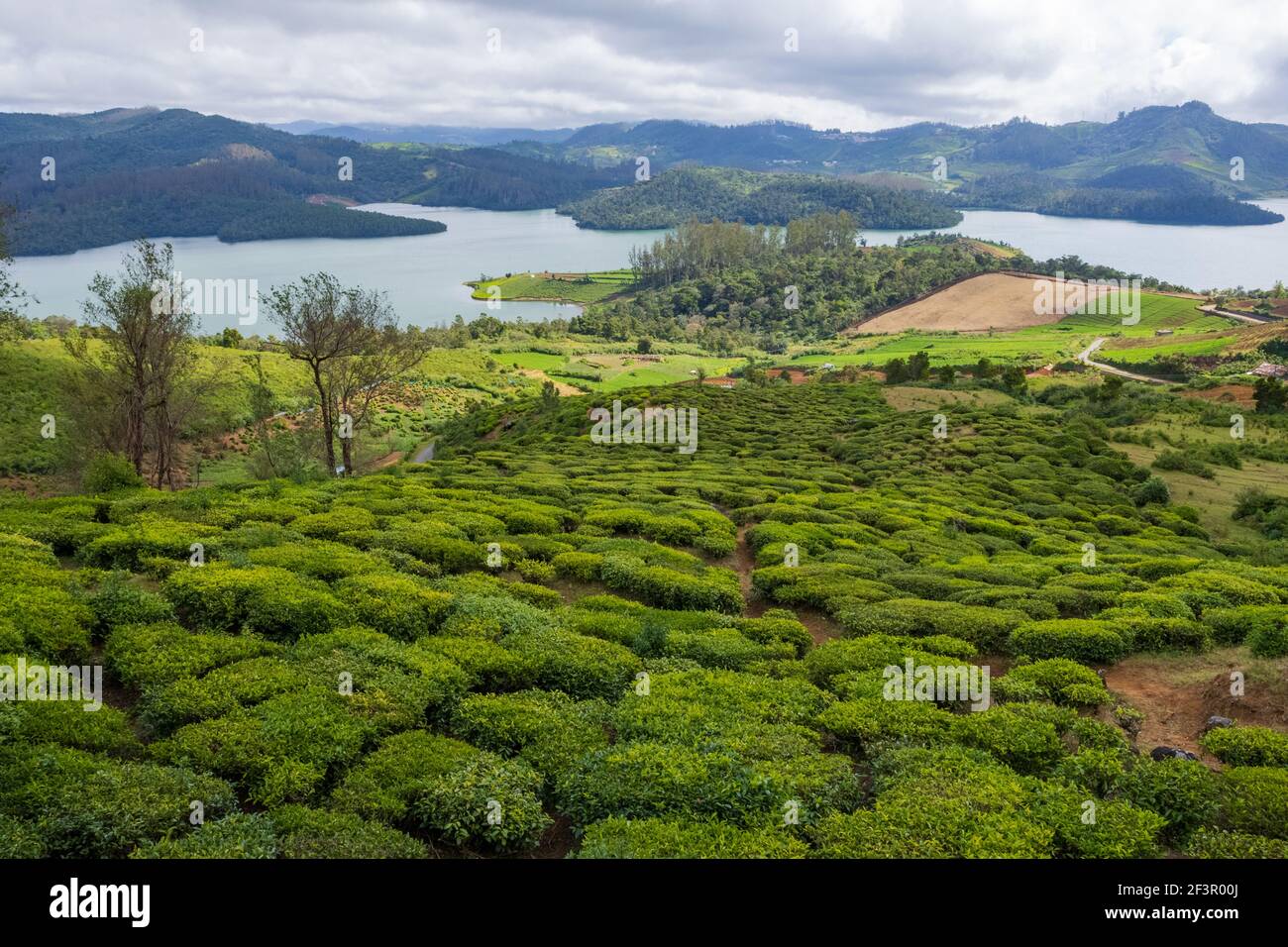 Teeplantagen und schöner Emerald Lake am Stadtrand von Ooty (Tamil Nadu, Indien) Stockfoto