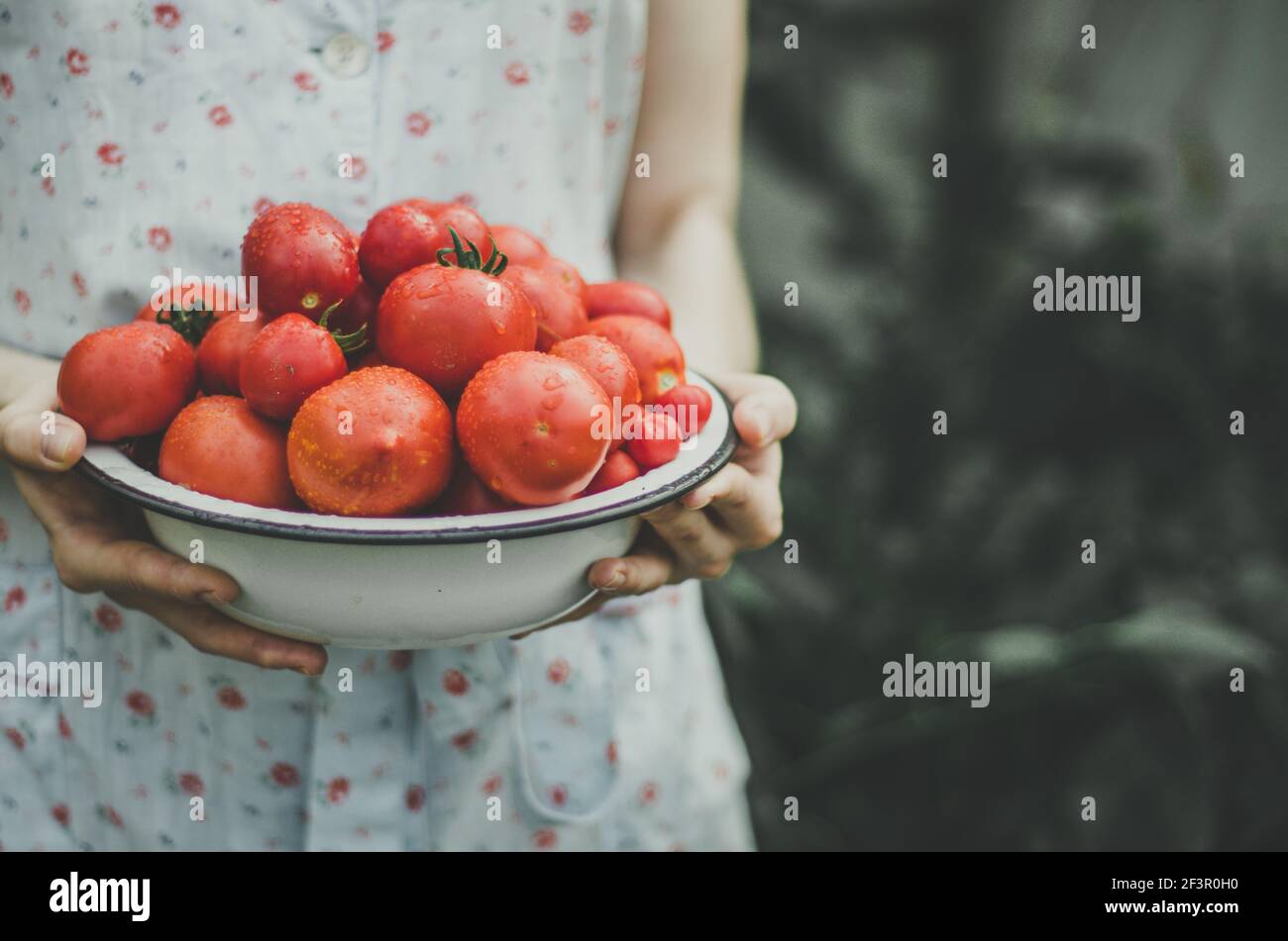 Frau in hellblauem Kleid hält eine Schüssel voll frisch geernteter roter reifer Tomaten mit Wassertröpfchen auf, aus biologischem Anbau Stockfoto