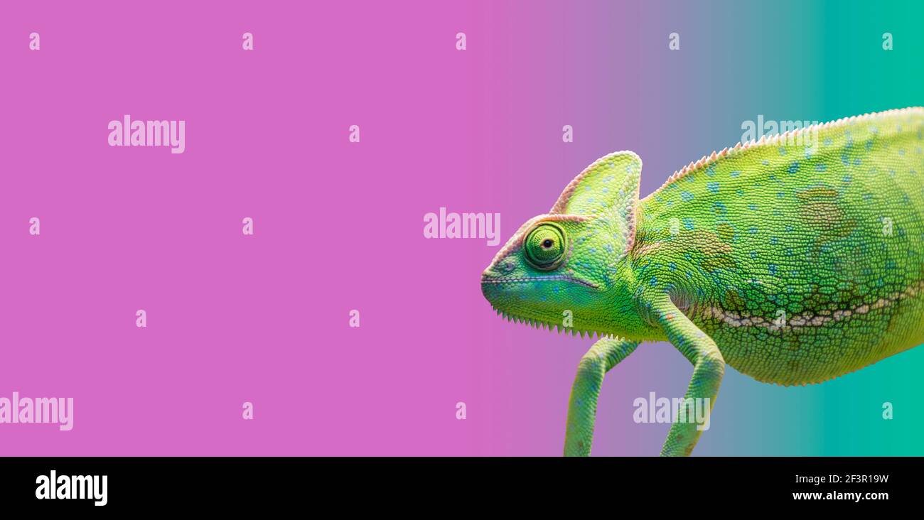 chamäleon auf farbigem Hintergrund Stockfoto