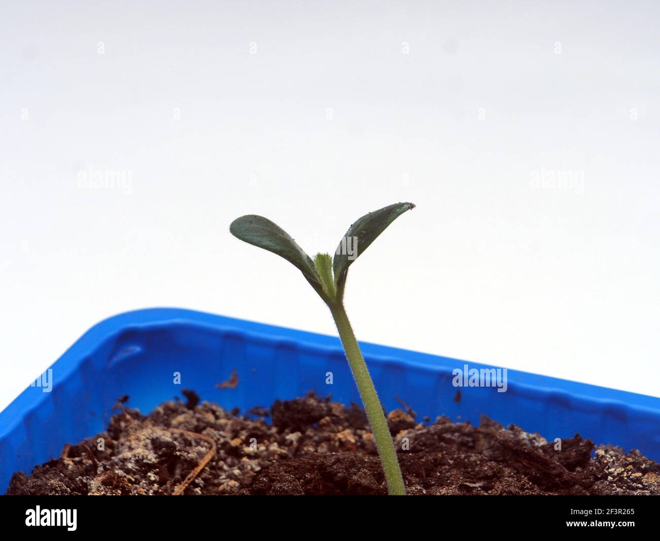 Ein junger Zucchini-Sprossen bricht aus dem Boden. Die Pflanze wächst in einem blauen Kunststoffbehälter. Nahaufnahme. Stockfoto