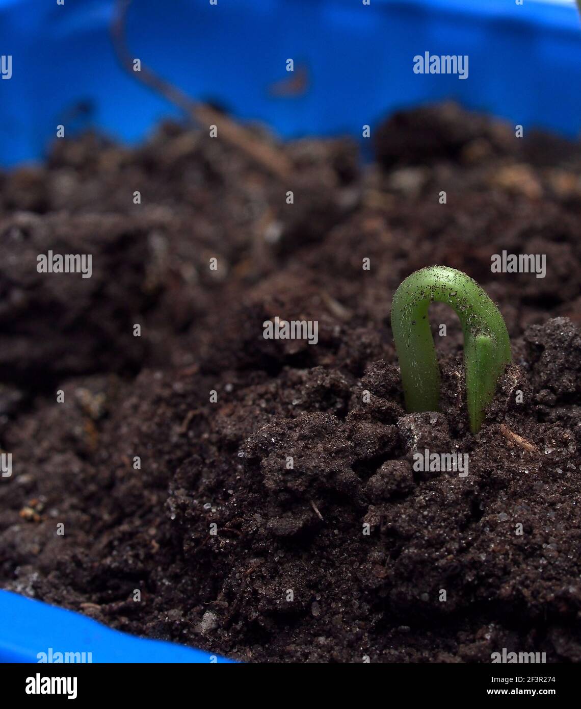 Ein junger Zucchini-Sprossen bricht aus dem Boden. Die Pflanze wächst in einem blauen Kunststoffbehälter. Nahaufnahme. Stockfoto
