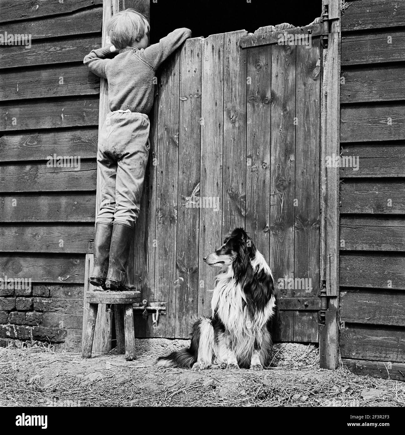 Ein informelles Porträt eines Kindes und Hundes in Great Munden, Hertfordshire, zeigt das Kind, das auf einem dreibeinigen Hocker steht und über eine stabile Tür blickt. Stockfoto