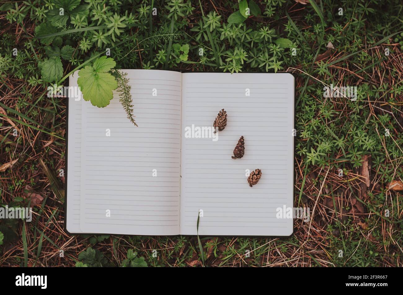 High-Angle-Ansicht des Naturforschers Notizbuch mit einer Vielzahl von Kleine Tannenzapfen auf weißem Hintergrund liegen auf Gras in Gesamtstruktur mit Kopierbereich Stockfoto
