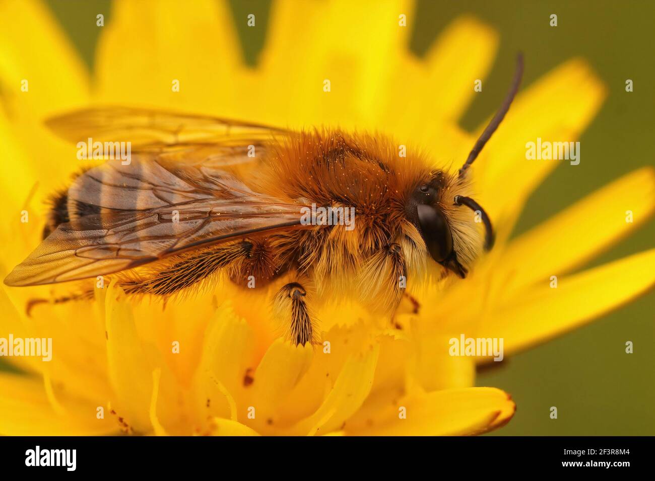 Eine Makroaufnahme einer männlichen Pantaloonbiene oder einer haarigen Biene Bergbau Biene auf einer gelben Blume Stockfoto