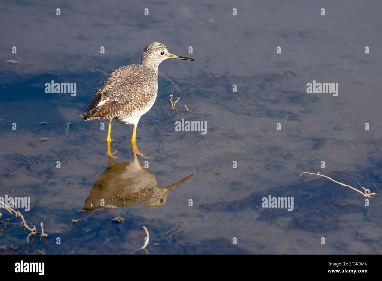 Kleiner Gelbkäfer Stockfoto