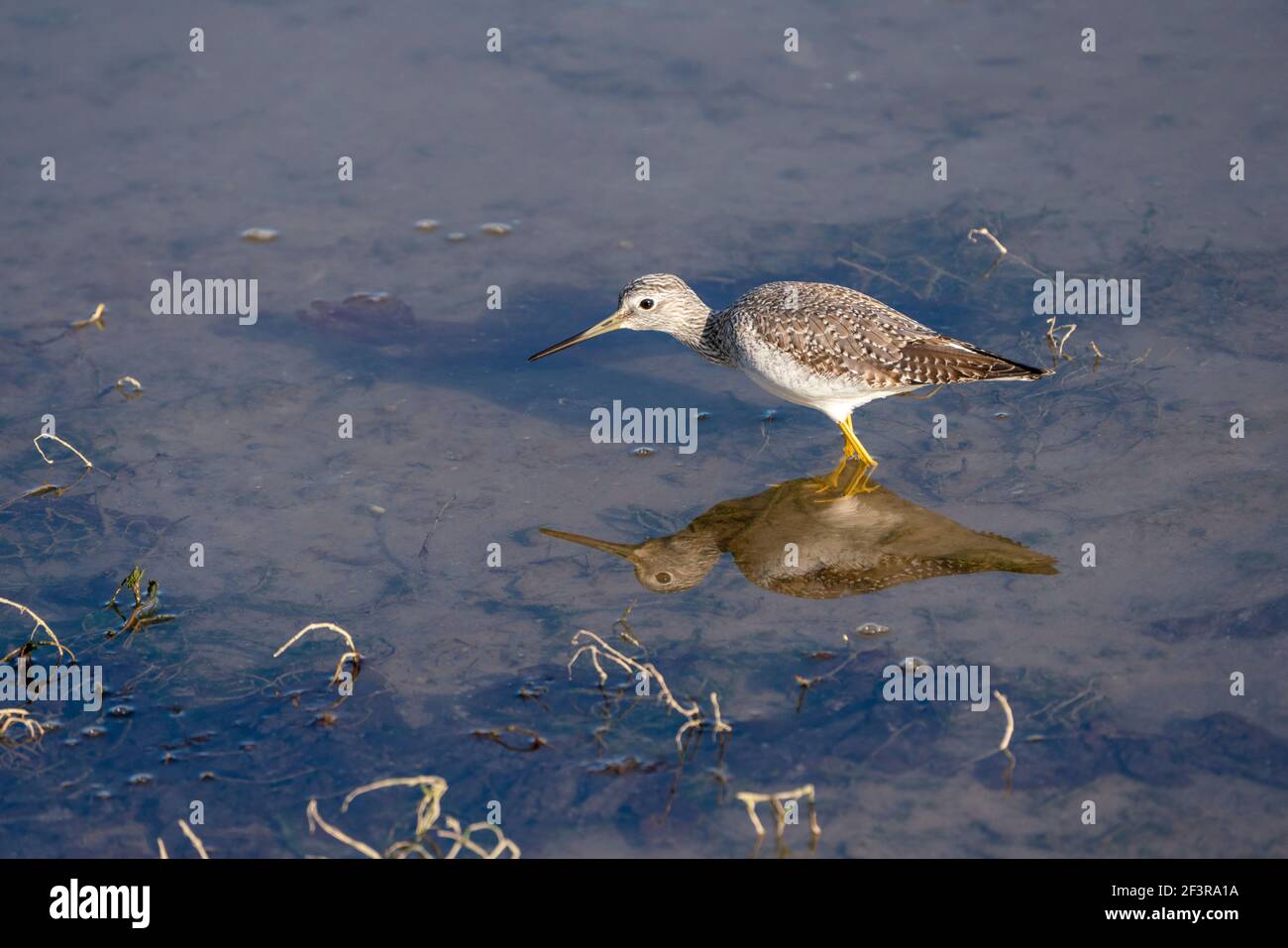 Kleiner Gelbkäfer Stockfoto