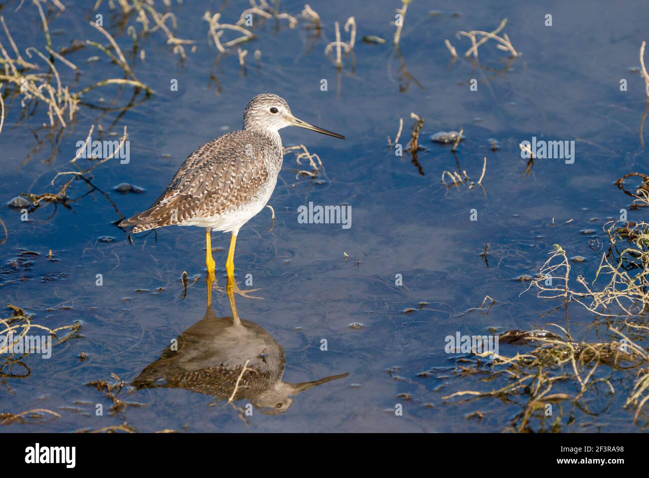 Kleiner Gelbkäfer Stockfoto