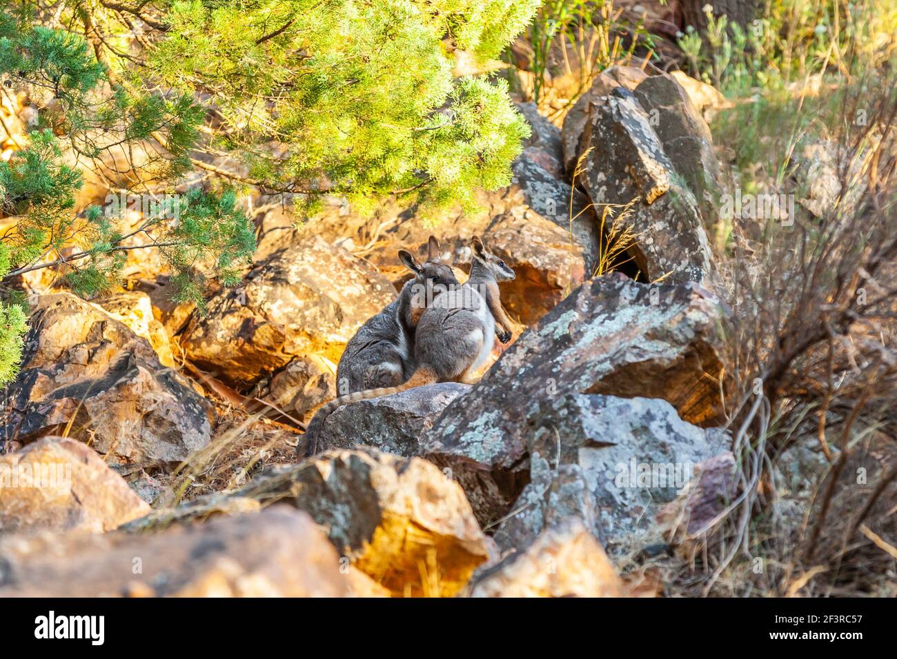 Gelbfüßige Felswand, Petrogale xantopus, in seiner natürlichen Umgebung in der Warren Gorge in den Flinders Ranges South Australia in der Nähe der Stadt Quorn Stockfoto