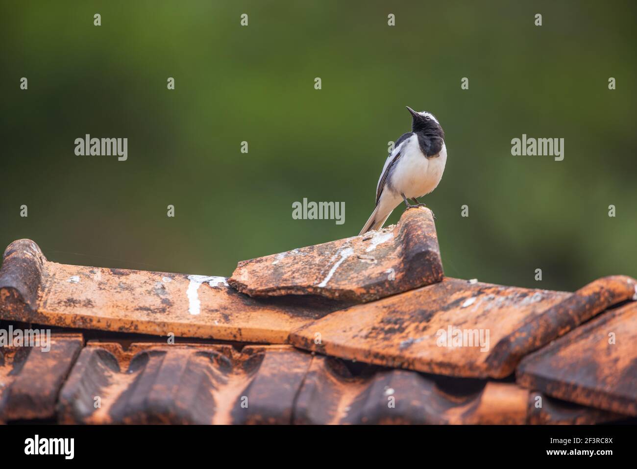 Weiß gebräunter Wagenschwanz auf einem Ziegeldach sitzend Stockfoto
