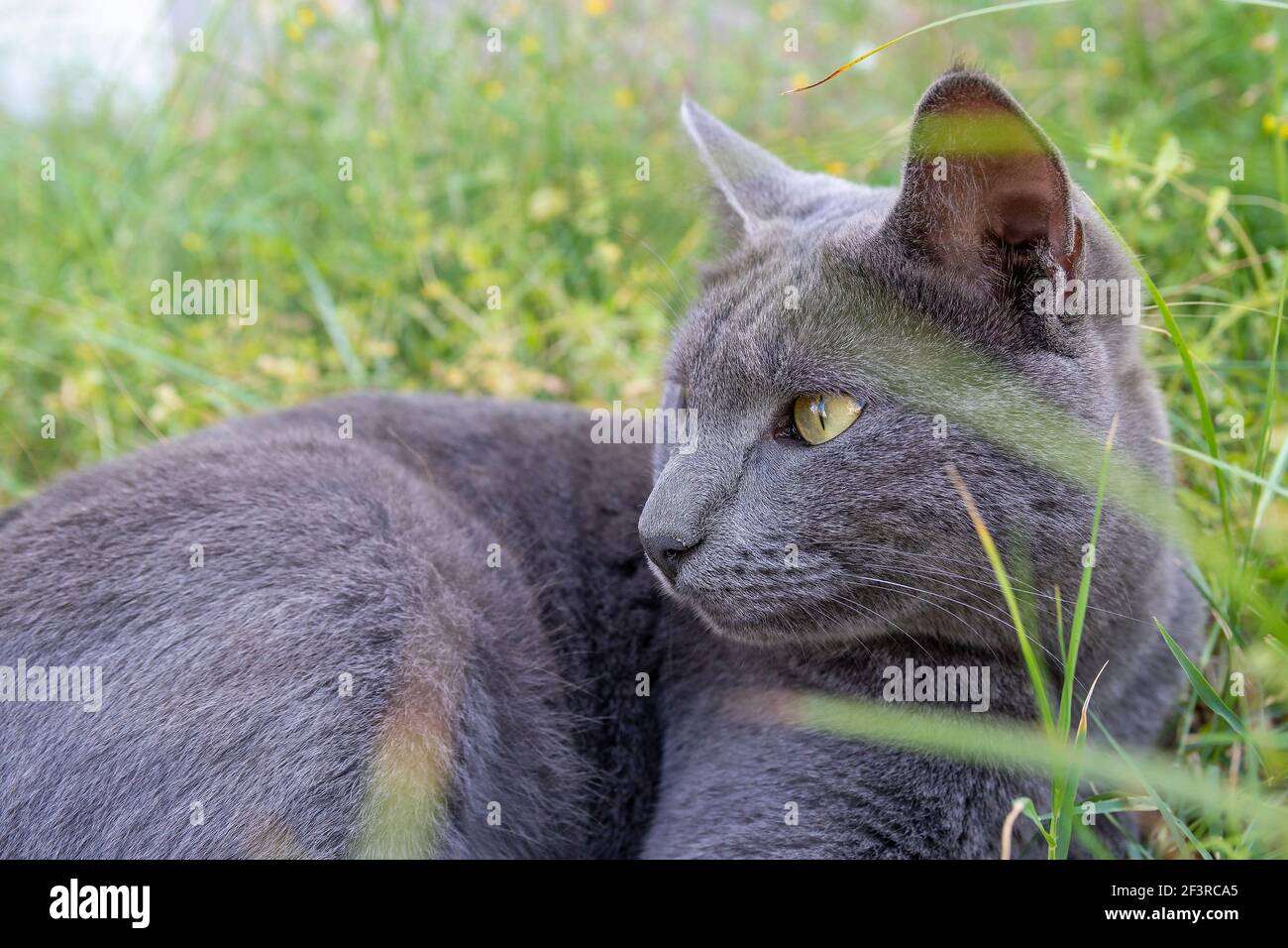 Eine graue entzückende Katze liegt und entspannt im üppigen grünen Gras im Frühling. Natur und Tierhintergrund mit Kopierraum. Stockfoto