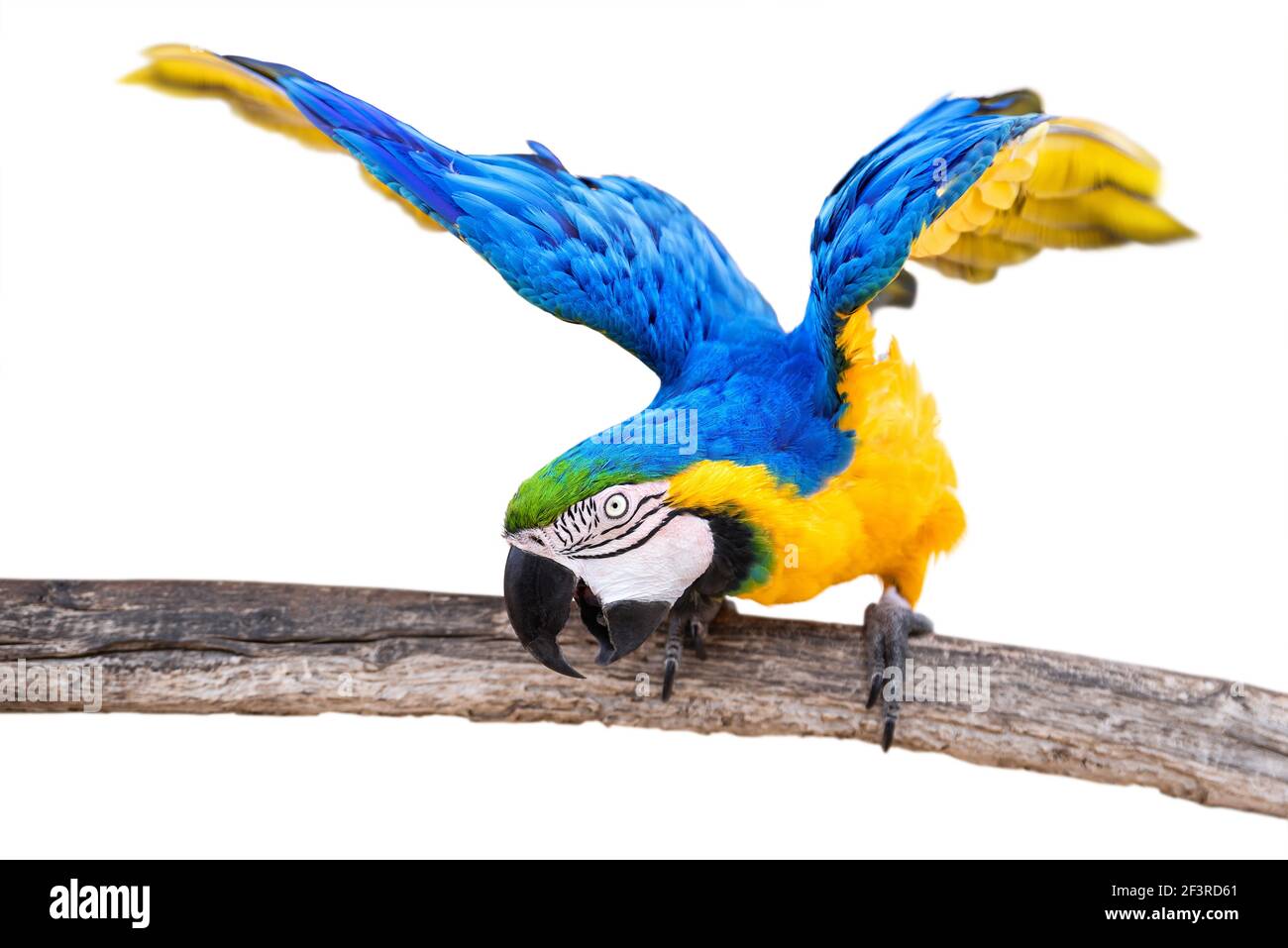 Farbenfroher Papagei vor weißem Hintergrund Stockfoto