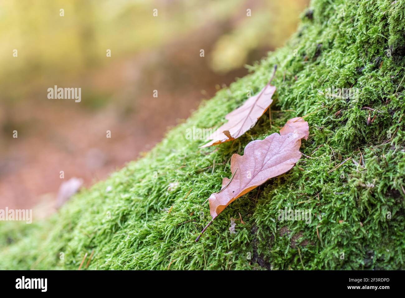 Eichenblätter liegen auf moosigen Waldboden Stockfoto