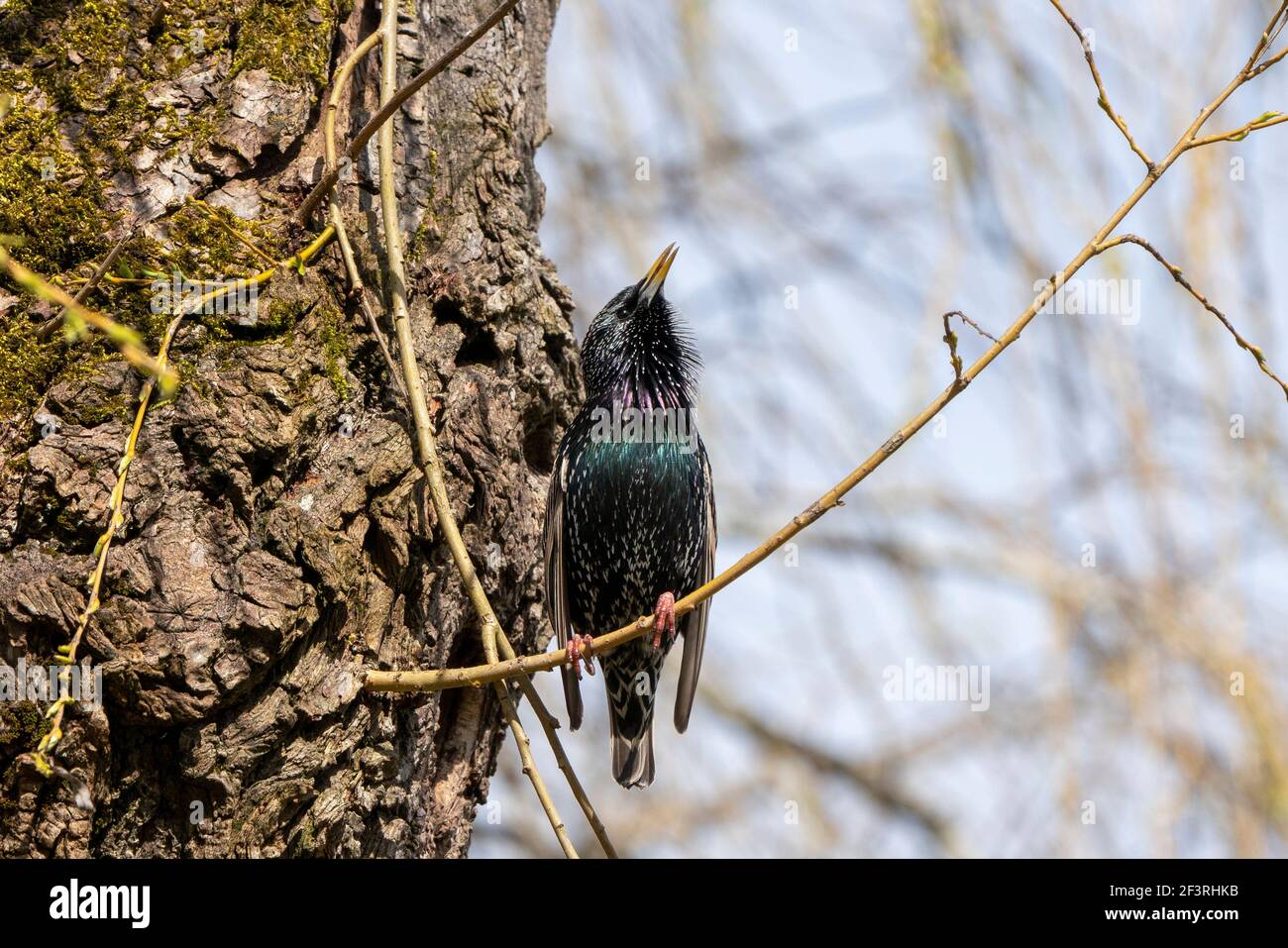 Europäische Starling Stockfoto