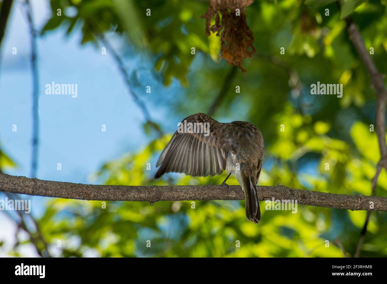 Vadnais Heights, Minnesota. Vadnais Lake Regional Park. Eastern Phoebe, Sayornis phoebe sitzt auf einem Baum Zweig Reinigung seiner Flügel. Stockfoto