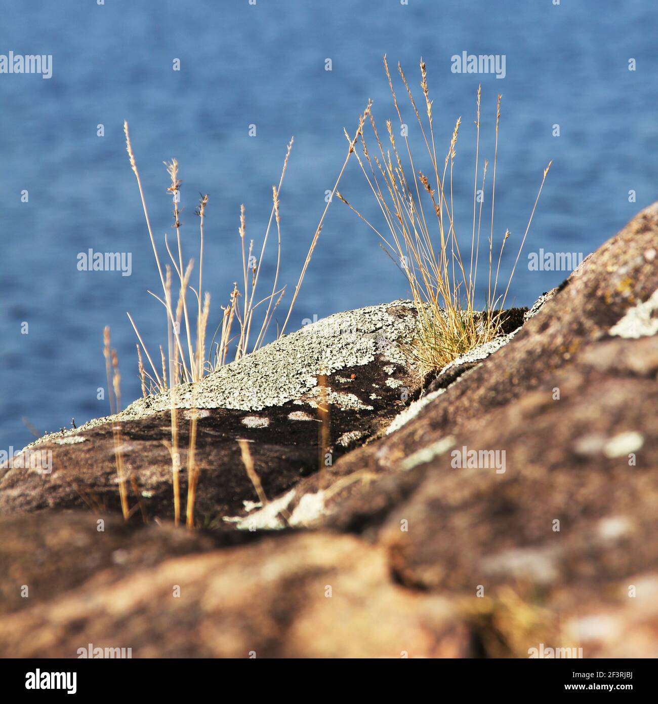 Felsen mit Moos und Gras mit einem See in der Hintergrund Stockfoto