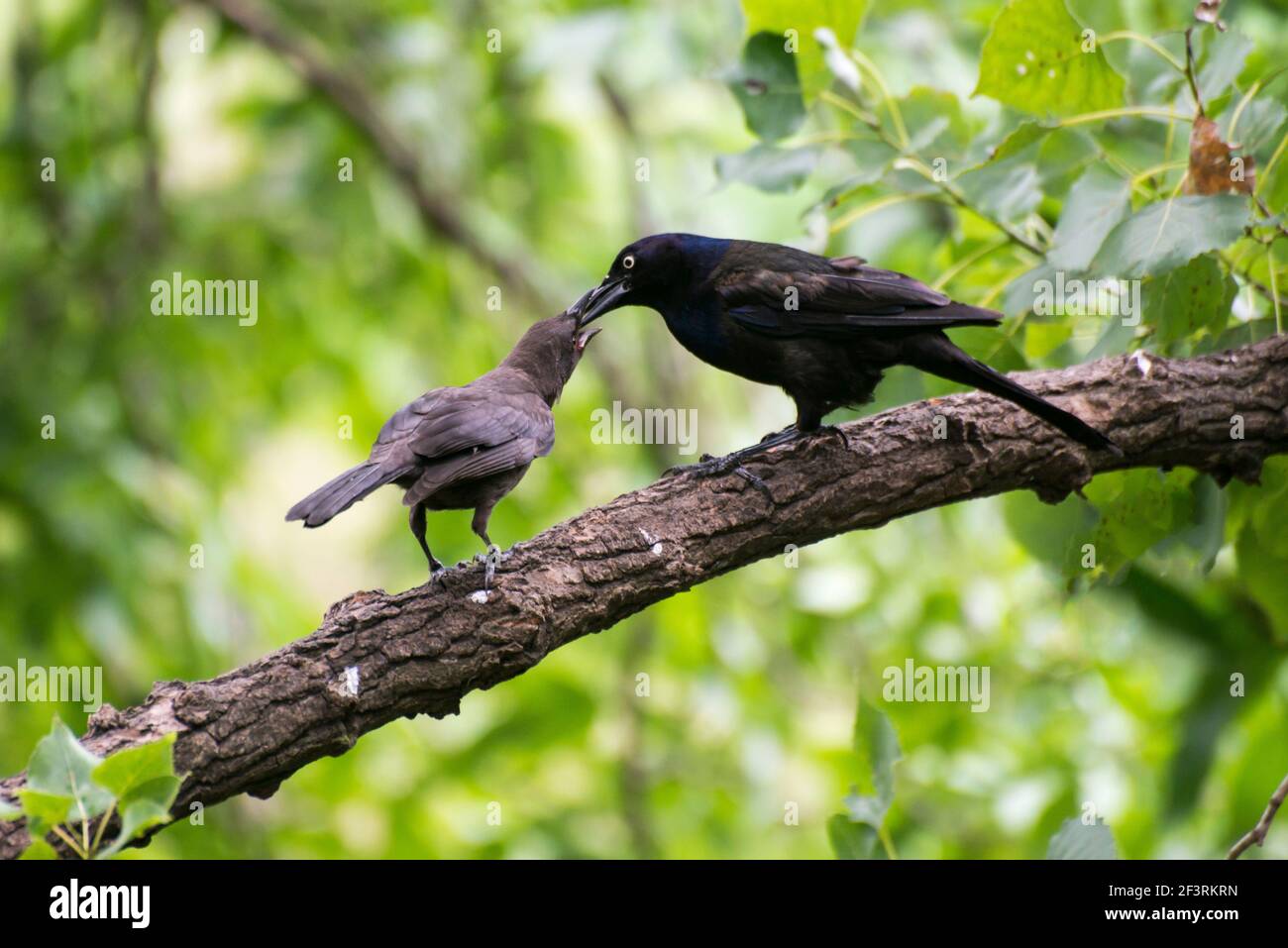Apple Valley, Minnesota. Commom Grackle, Quiscalus quiscula Fütterung der jungen Jungtiere auf einem Baum Ast. Stockfoto