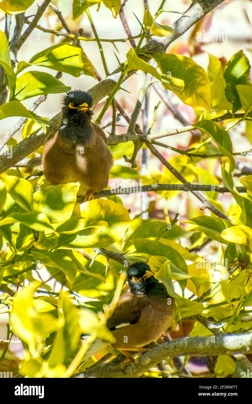 Afghanische Starling-Myna in der Wildnis Nesting on A Tree. Stockfoto