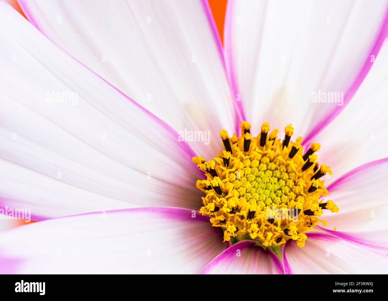 Makro-Fotografie des Kosmos Blume Kopf. Stockfoto