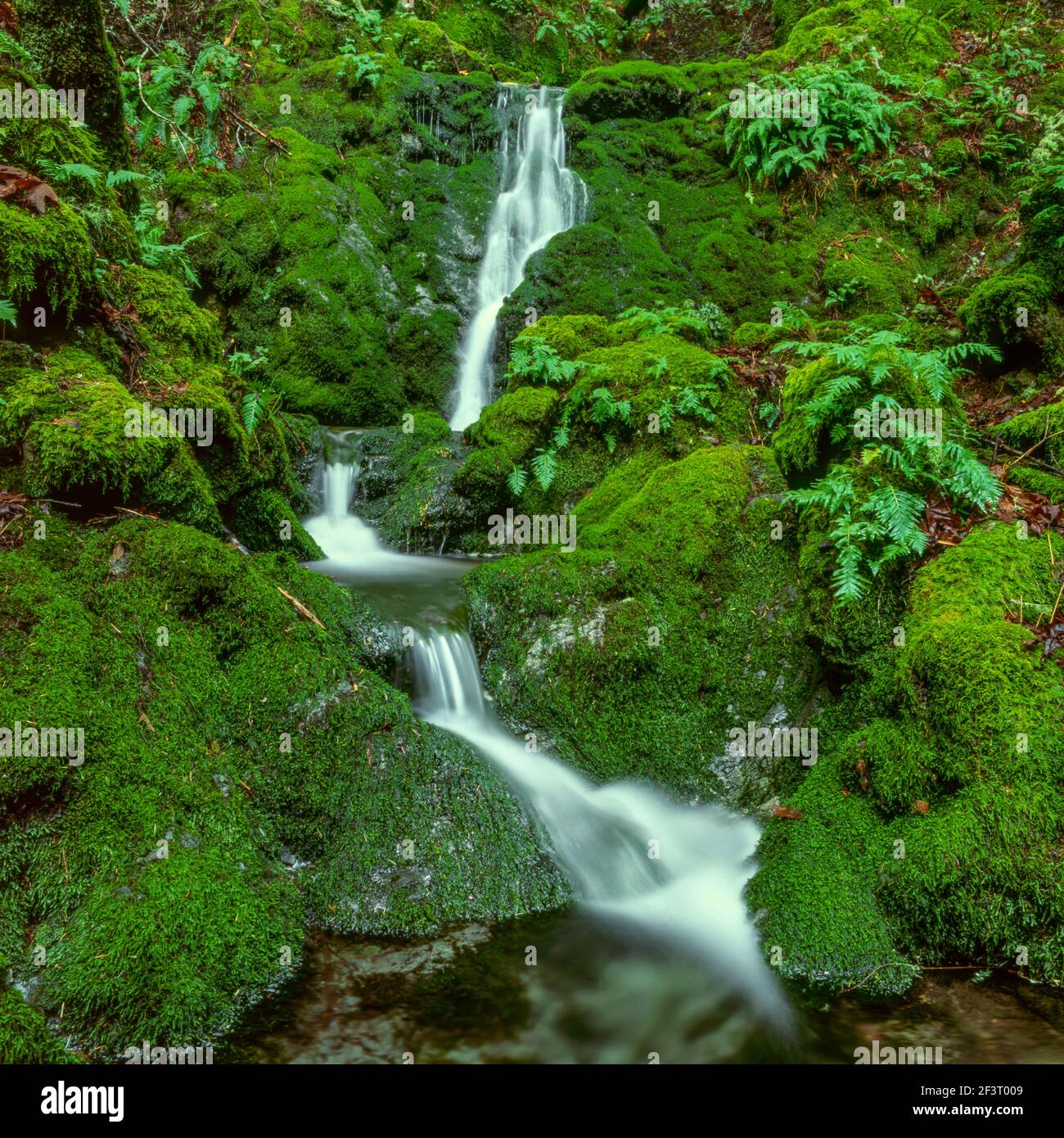 Moss fällt, Cataract Canyon, Mount Tamalpais, Marin County, Kalifornien Stockfoto