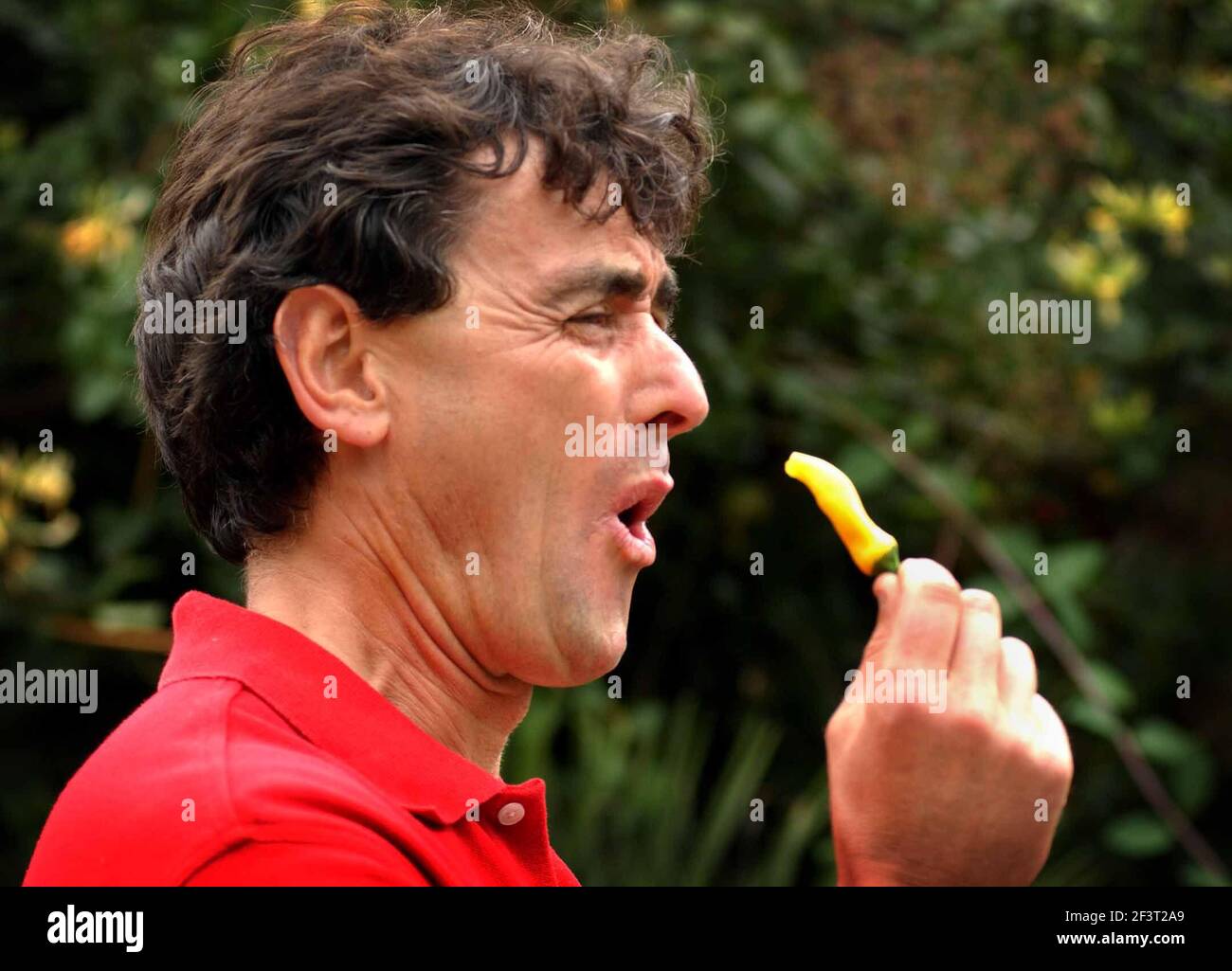 JIM BUCKLAND, ORGANISATOR DER 'CHILIE FIESTA' IN WEST DEAN GARDENS NR CHICHESTER, SCHMECKT EINEN GELBEN CAYENNEPFEFFER. 11/8/02 PILSTON Stockfoto