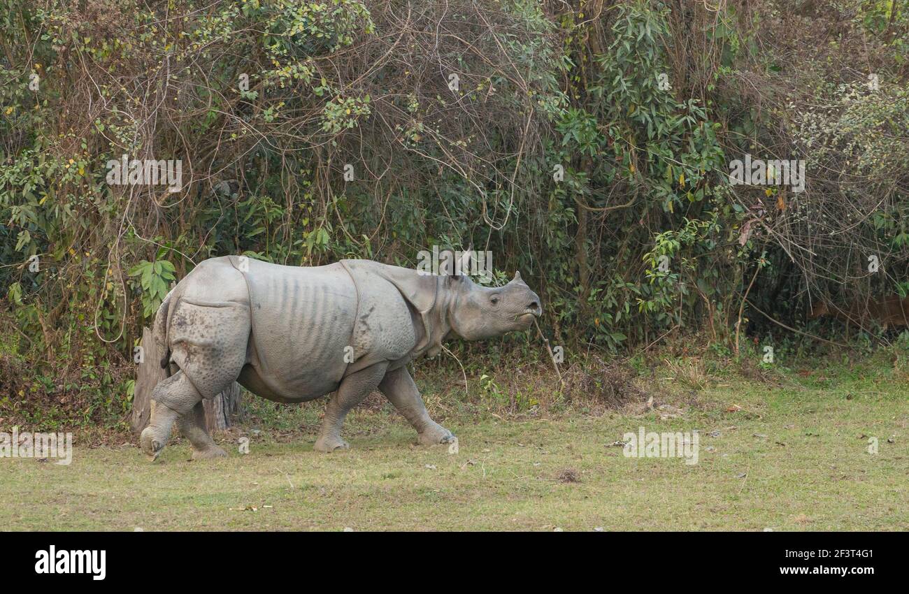 Indische Nashorn (Rhinoceros Unicornis) Stockfoto
