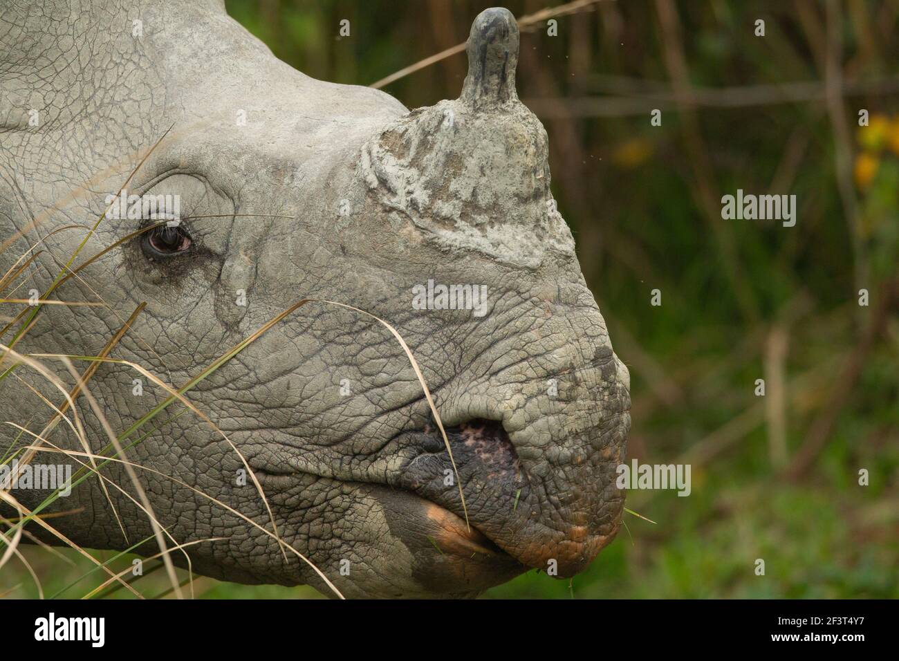 Indischer Nashorn (Rhinoceros unicornis) Porträt Stockfoto