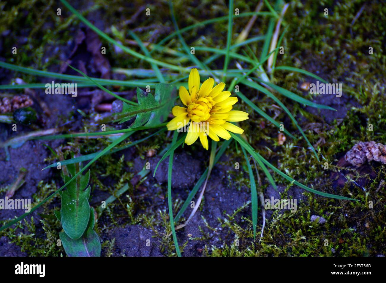 LÖWENZAHN MÄRZ 2021 Stockfoto