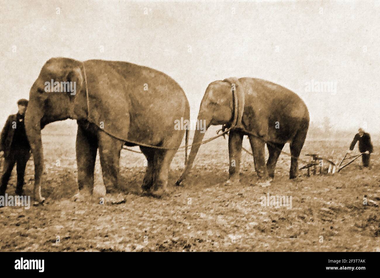 WWI - Zirkuselefanten, die für das Pflügen auf einer Farm in Surrey, Großbritannien, verwendet werden, weil Pferde für Kriegseinsatz requiriert werden. Stockfoto